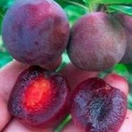 Саженец Сливово-вишневый гибрид Мейнор в контейнере